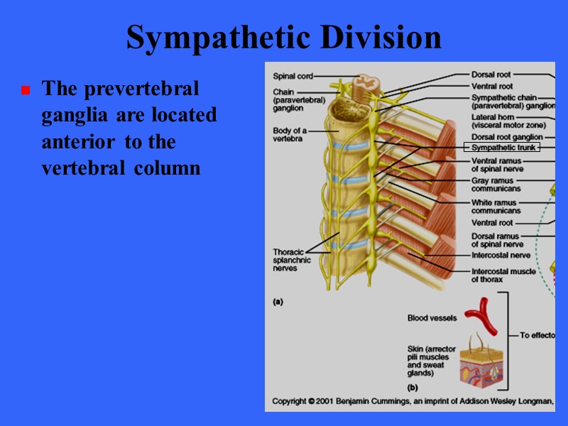 Sympathetic Division The prevertebral ganglia are located anterior to the vertebral column